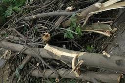 images_118